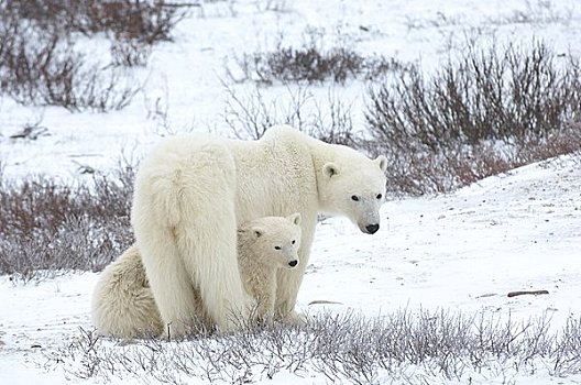 母兽,北极熊,幼兽