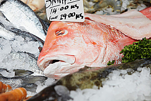 鲜鱼,冰,价签