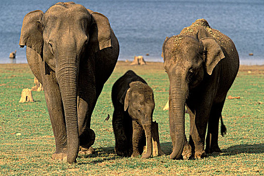 印度,国家公园,亚洲象,牧群