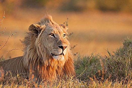 头像,非洲狮,狮子,放入,草,奥卡万戈三角洲,博茨瓦纳,非洲