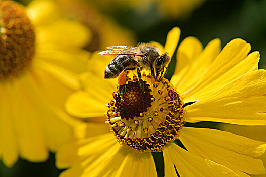 蜜蜂,意大利蜂,成虫,收集,花粉,德国,欧洲