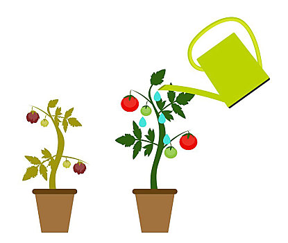 花园,背景,矢量,插画,灌木,西红柿,农作物,现代,风格
