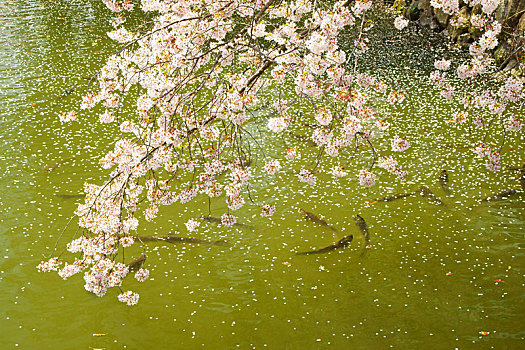 樱花,鲤鱼,水塘