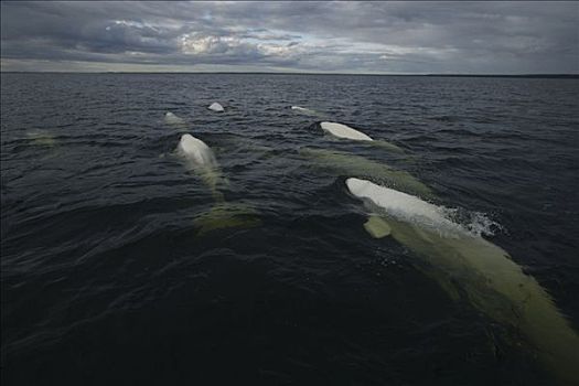 白鲸,群,平面,丘吉尔市,曼尼托巴,哈得逊湾,加拿大