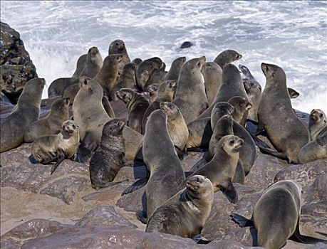 岬角,毛皮,海豹,毛海狮,克罗斯角,风吹,大西洋海岸,耳,物种,海狮,进食,鱼,繁盛