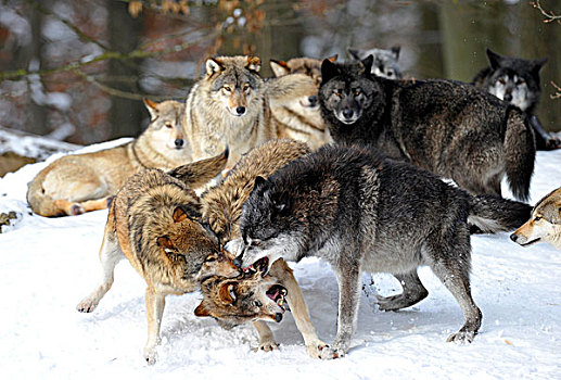 东方,狼,加拿大,雪,争斗,交际,排列,责斥,年轻,右边,正面