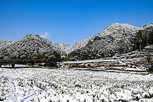 杭州龙井茶园雪景