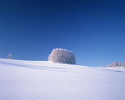 冬天,山,树挂