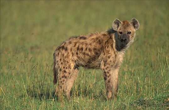 年轻,鬣狗,斑鬣狗,马赛马拉,肯尼亚