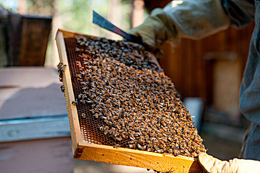 养蜂人,检查,蜂巢