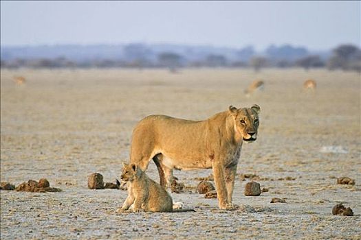 雌狮,狮子,走,杯子,博茨瓦纳,非洲