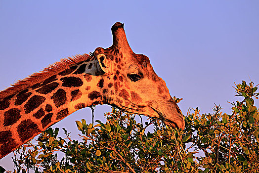 南方长颈鹿,长颈鹿,成年,吃,动物,喂食,落日,克鲁格国家公园,南非,非洲