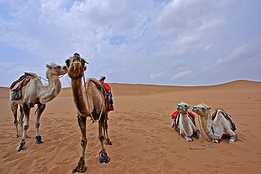 沙漠上的骆驼