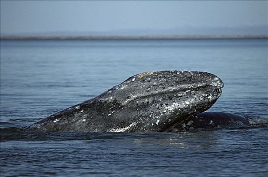 灰鲸,幼兽,休息,母兽,北下加利福尼亚州,墨西哥