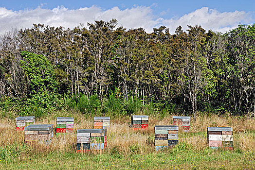 蜂巢,石南灌丛,公路,靠近,北岛,新西兰