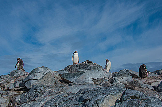 南极巴布亚企鹅金图企鹅