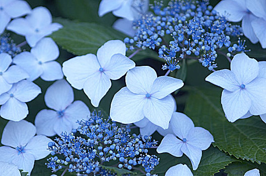 hydrangea