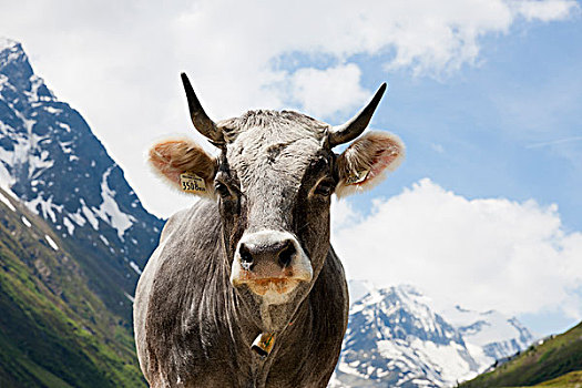 褐色,母牛,阿尔卑斯山