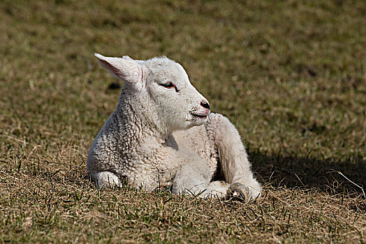 绵羊,羊羔,草场,海利史虎格,诺德弗里斯兰德,石荷州,德国,欧洲