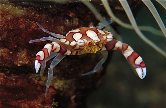 螃蟹,千手佛,防护,海葵,触角,正面,脚,深,巴布亚新几内亚