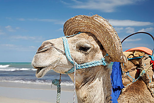 单峰骆驼,阿拉伯,骆驼,戴着,帽子,海滩,杰尔巴,突尼斯,区域,北非,非洲
