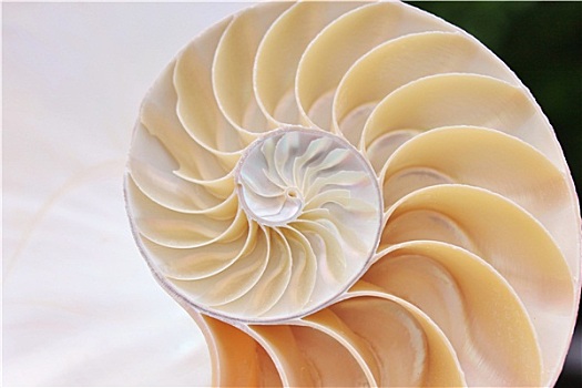 鹦鹉螺贝壳,横截面,螺旋,对称
