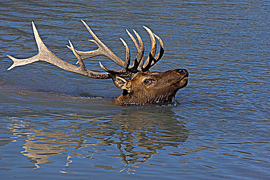 成年,公麋鹿,水塘,头部,鹿角,阿拉斯加野生动物保护中心,靠近,波蒂奇,阿拉斯加,秋天,俘获