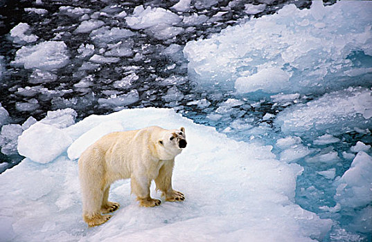 北极熊,浮冰,俯拍
