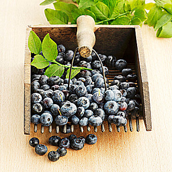 蓝莓,园艺,叉子