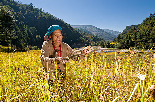 农民,女人,收获,黍,地区,萨加玛塔,尼泊尔,亚洲