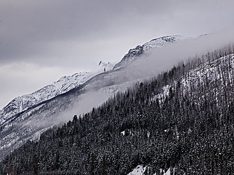 风景,树,积雪,山,地区性,地区,公路,不列颠哥伦比亚省,加拿大