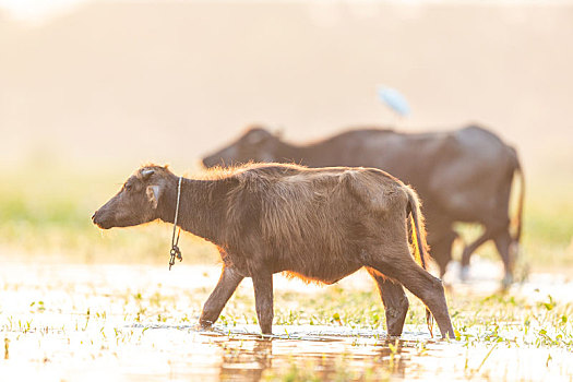 清晨在沼泽地行走觅食的水牛家族