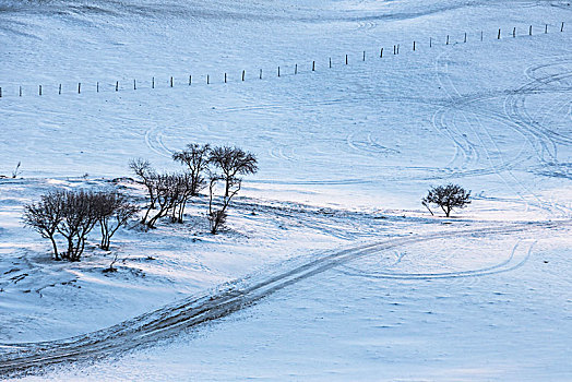 乌兰布统雪原的树