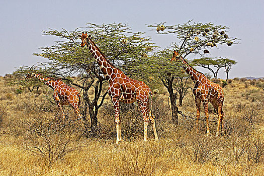 网纹长颈鹿,长颈鹿,群,吃,刺槐,叶子,公园,肯尼亚