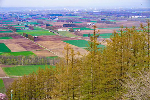 教育,朴素,北海道,日本