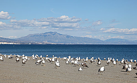 海鸥,海滩,哥斯达黎加,安达卢西亚,西班牙
