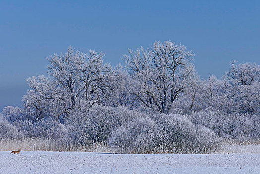 白霜,树