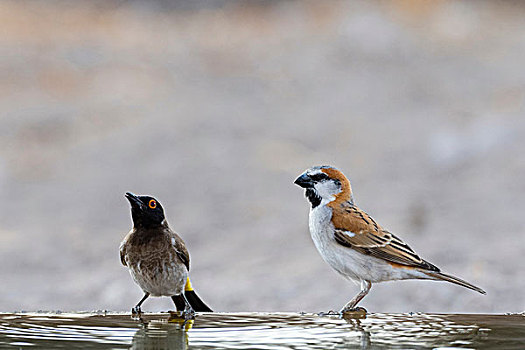 鸟,喝,水潭,卡拉哈里沙漠,博茨瓦纳,非洲