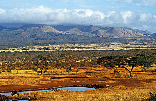大草原,马赛马拉国家公园,肯尼亚