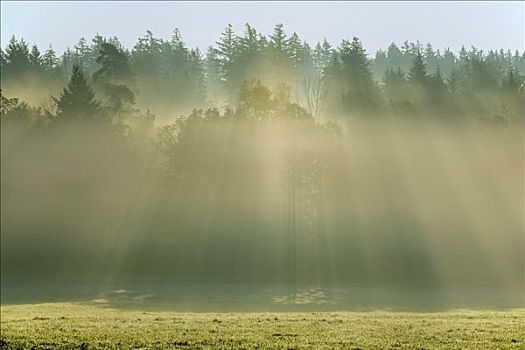 阳光,树林,奥登瓦尔德,黑森州,德国