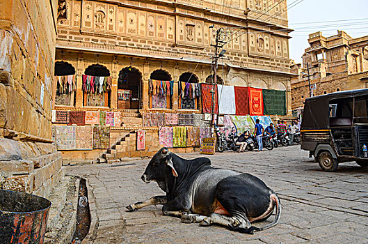 神圣,母牛,躺下,街道,斋沙默尔,印度