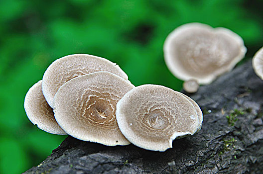 秦岭野生蘑菇