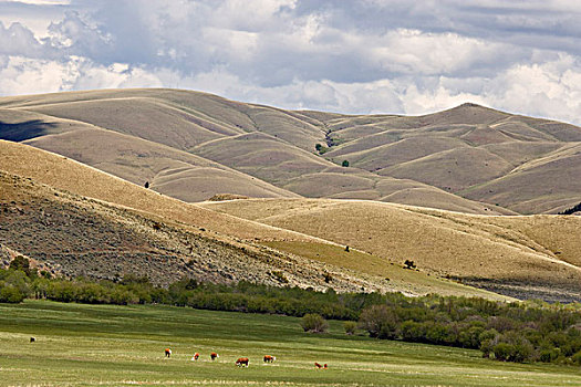 美国,蒙大拿,落基山,正面,牛,放牧,地点,靠近,群山