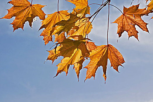 挪威槭,挪威枫,秋天,叶子