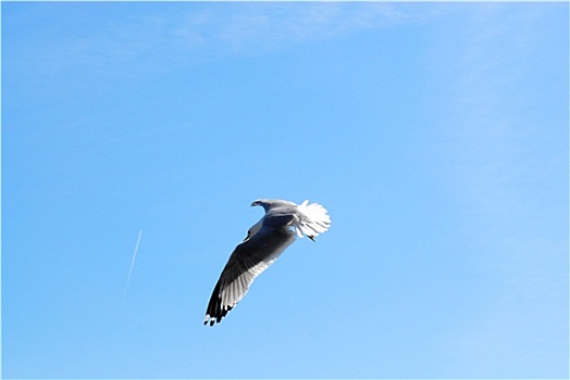 海鸥,蓝色背景,天空