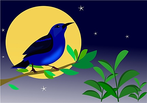 鸟,夜晚