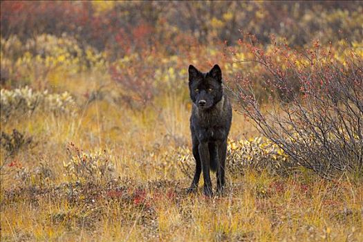 灰狼,狼,幼兽,暗色,秋天,苔原,德纳里峰国家公园,阿拉斯加