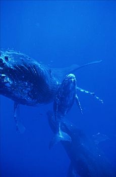 驼背鲸,大翅鲸属,鲸鱼,母牛,幼兽,护从,希望,雌性,夏威夷,提示,照相