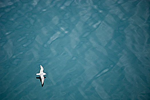 海鸥,滑行,俯视,海面