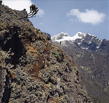 脚,上面,树,巨大,茂盛,高度,鲁文佐里山地区,山